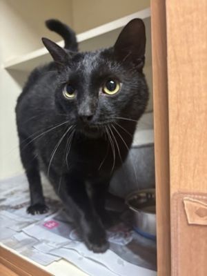 Overnight- Adopted PA/TA, Adult Male Domestic Short Hair