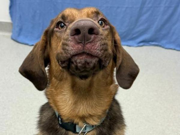 Odie thumbnail 2