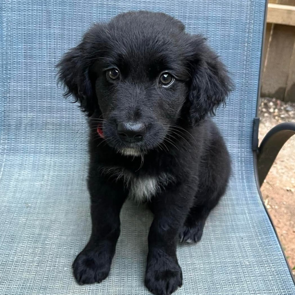 Jet