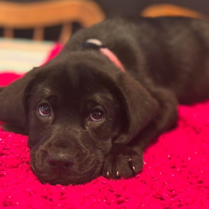 Reba