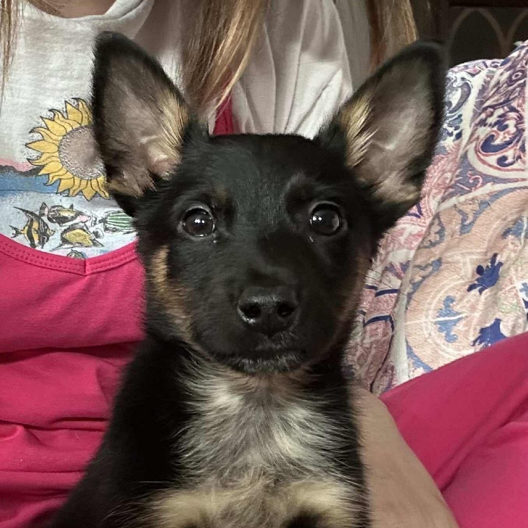 Zulu