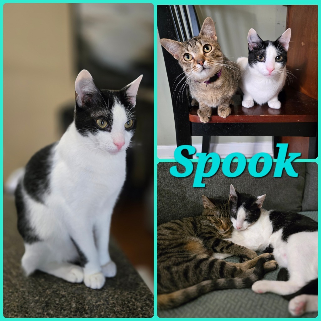 Spook