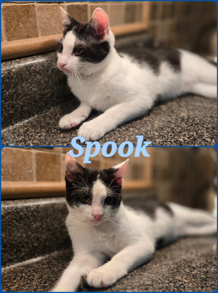 Spook