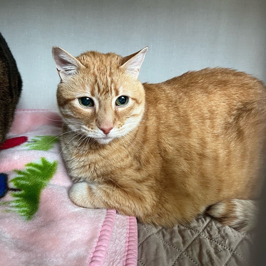 Ollie, an adoptable Domestic Short Hair in Cumberland, ME, 04021 | Photo Image 2