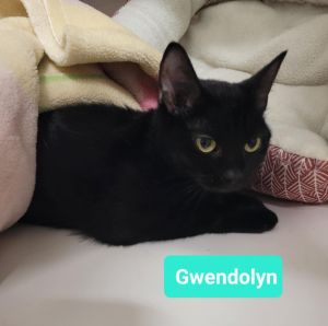 Gwendolyn, Adult Female unknown