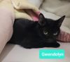 Gwendolyn photo 2