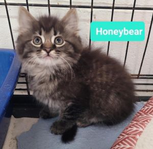 Honeybear, Baby Male Domestic Medium Hair