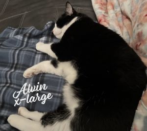 Alvin #+size-lap-hugger Tuxedo Cat