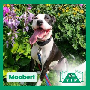 Moobert, Young Male unknown