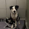 Moobert photo 4