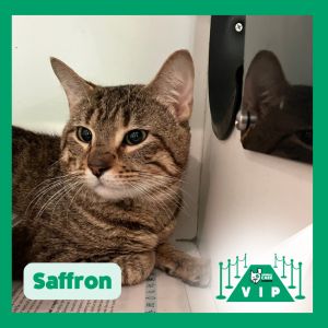 Saffron, Adult Male unknown