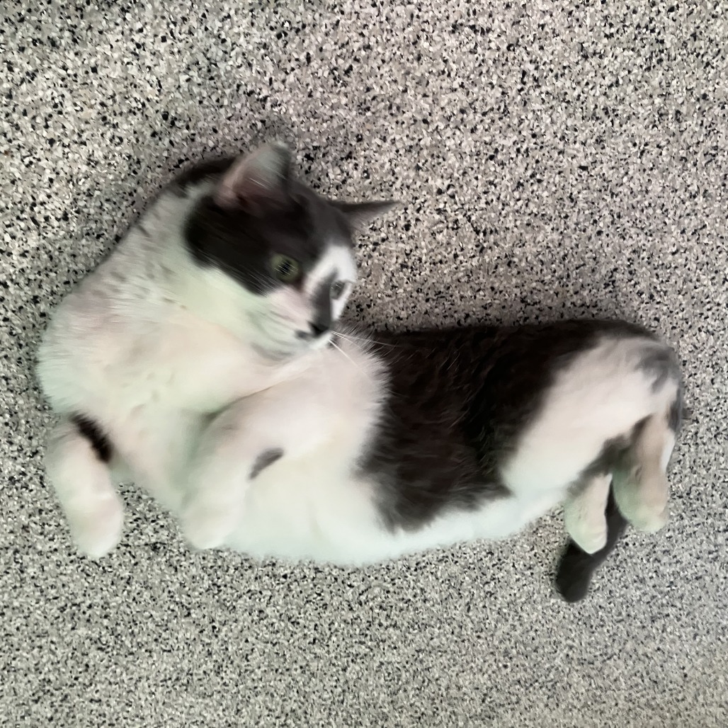 Mistoffelees