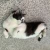 Mistoffelees photo 1