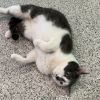 Mistoffelees photo 3