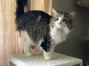 Dizzy, Adult Female unknown