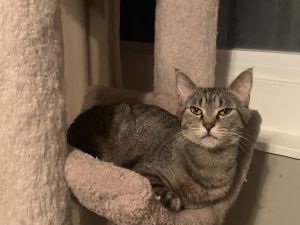 Maggie, Adult Female unknown