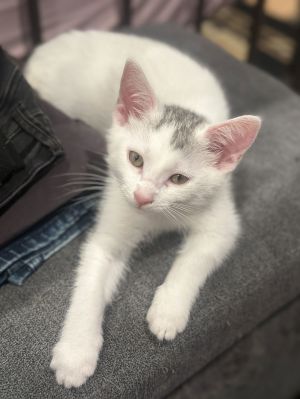 Alexandra Medford, Baby Female Domestic Short Hair