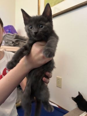 Misty, Baby Female Russian Blue