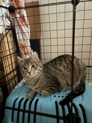 Bonza, Young Female Domestic Short Hair