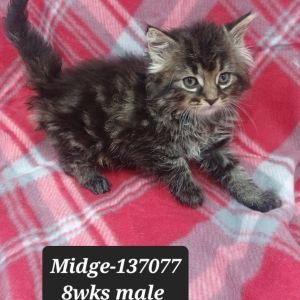 Midge, Baby Male Domestic Long Hair