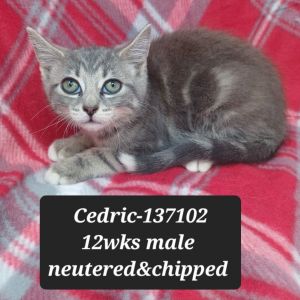 Cedric, Baby Male Domestic Medium Hair