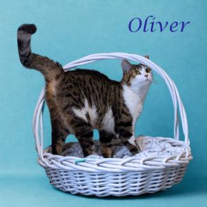 Oliver C25-201, Young Male Domestic Short Hair