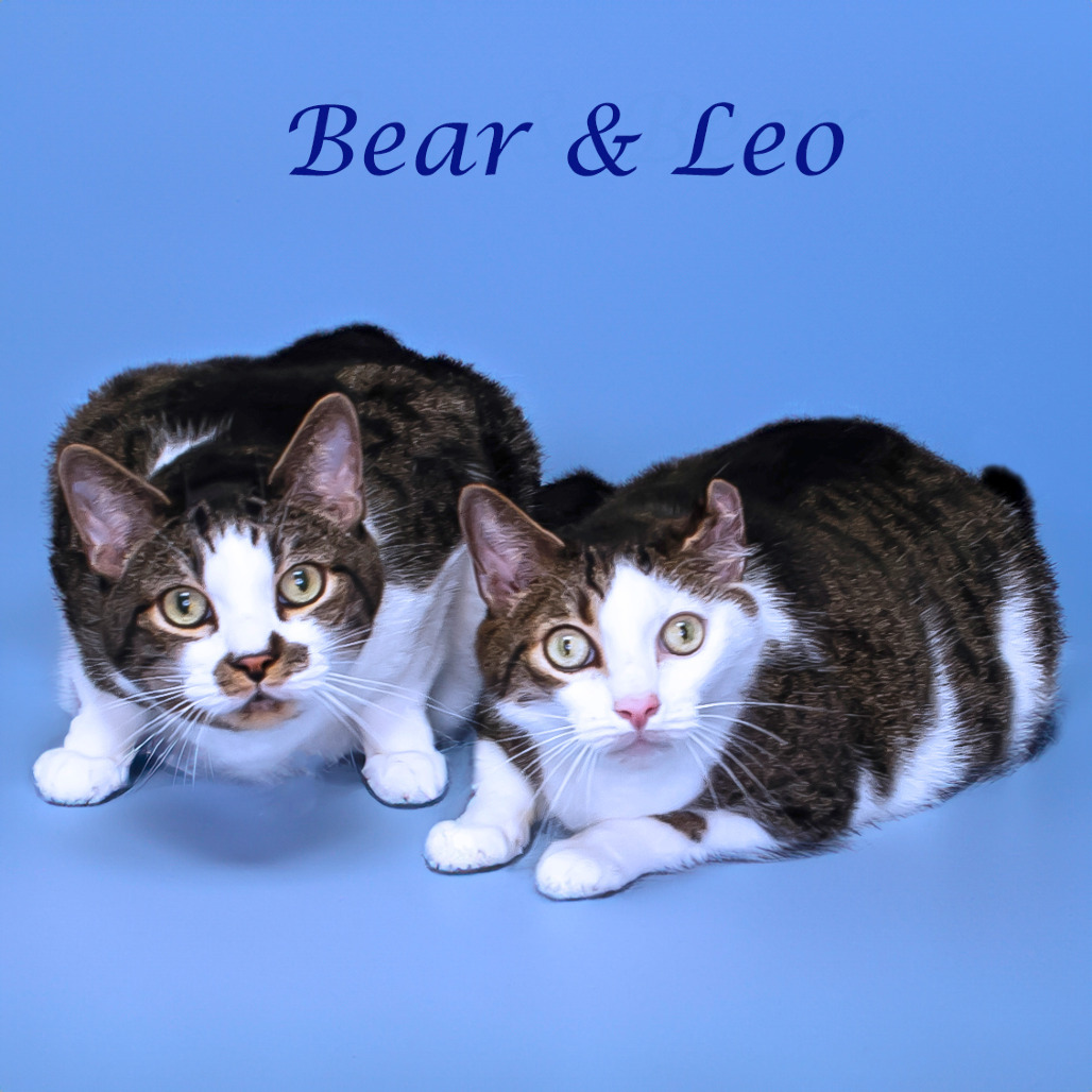 Bear C25-129