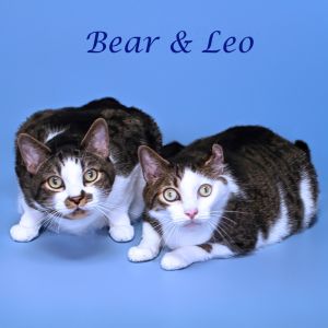 Bear C25-129, Senior Male Domestic Short Hair