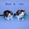 Bear C25-129 photo 2