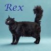 Rex C25-200 photo 1