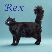 Rex C25-200, Adult Male Domestic Long Hair