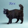 Rex C25-200 photo 2