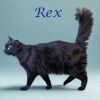 Rex C25-200 photo 3