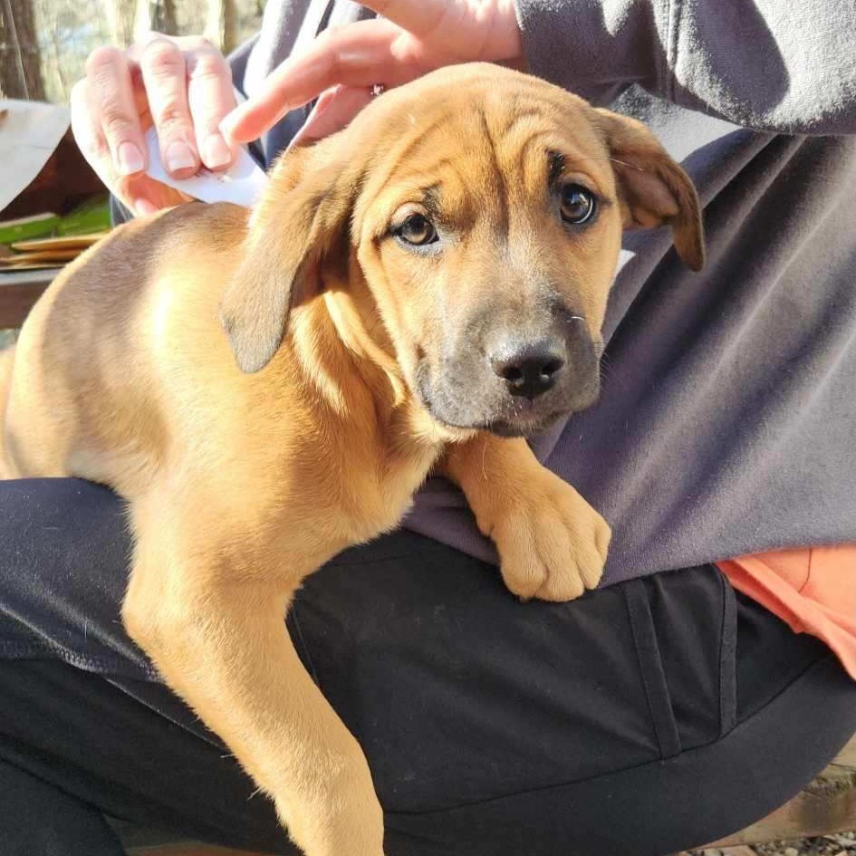 Felicity, an adoptable Black Mouth Cur in Wadena, MN, 56482 | Photo Image 4