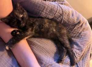 Coco- Foster (PA adopted), Baby Female Domestic Medium Hair