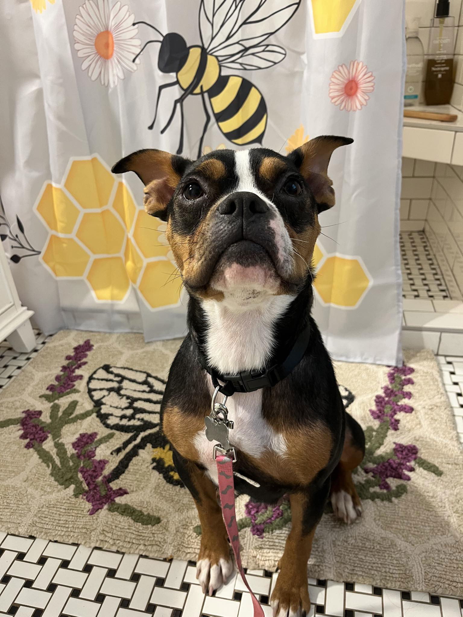 Beatrice, an adoptable Staffordshire Bull Terrier in Duluth, MN, 55807 | Photo Image 1