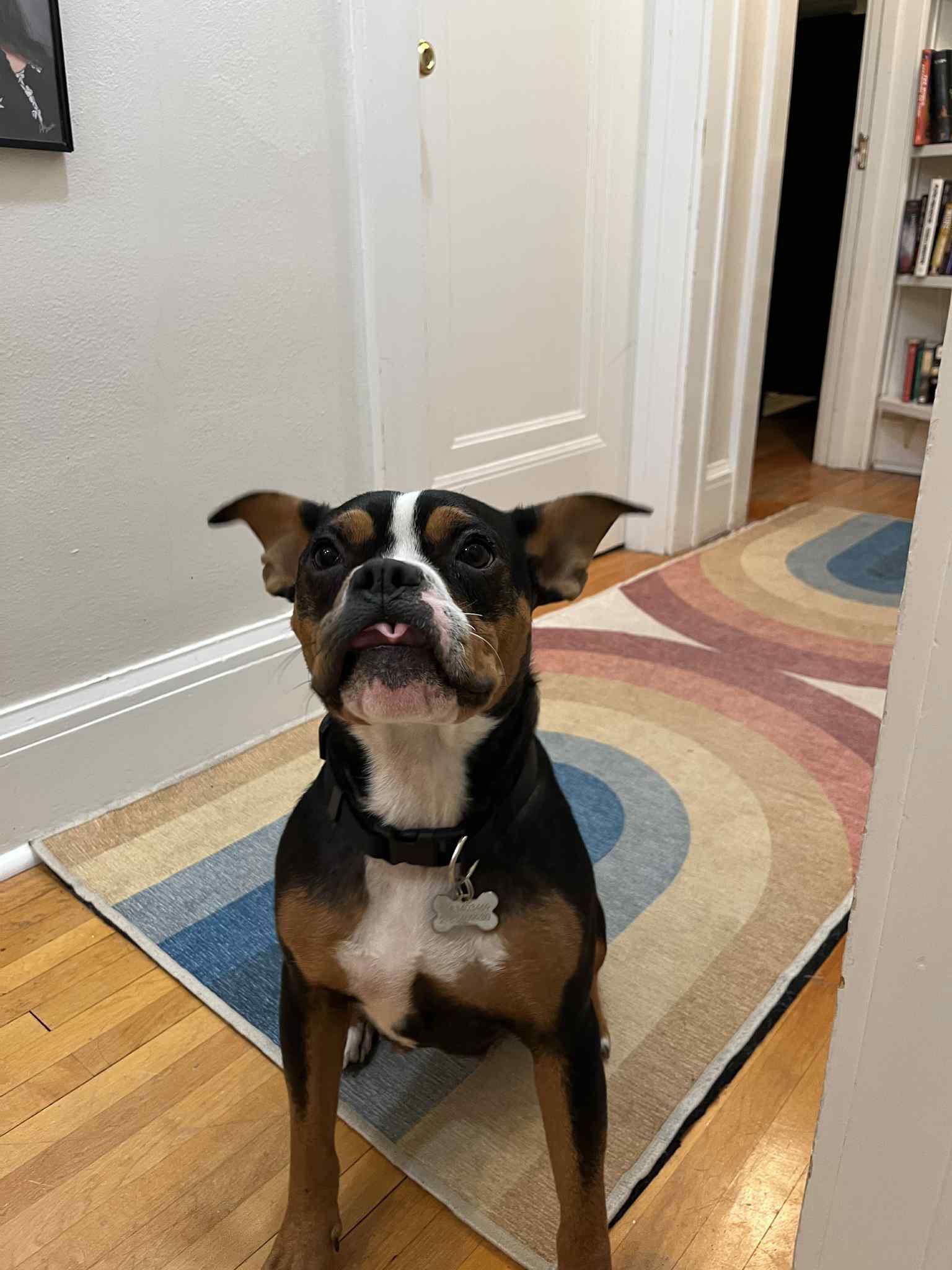 Beatrice, an adoptable Staffordshire Bull Terrier in Duluth, MN, 55807 | Photo Image 2