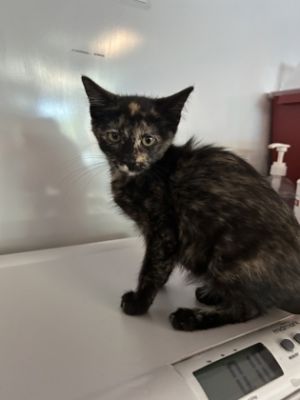 58760688, Baby Female Domestic Short Hair