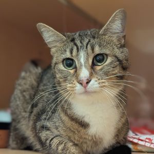 Sporty Spice, Adult Female Domestic Short Hair