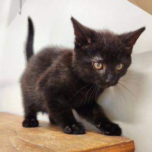Omen, Baby Male Domestic Short Hair