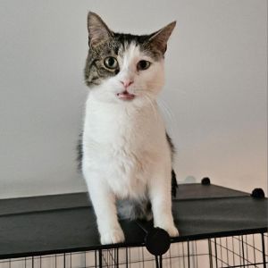 Jayne, Adult Female Domestic Short Hair