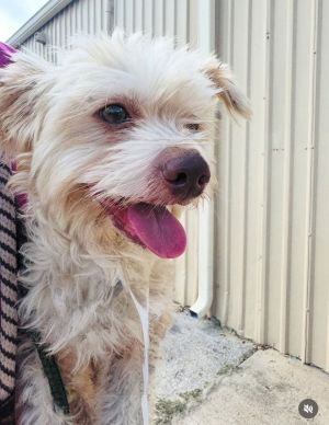 Noodles West Highland White Terrier / Westie Dog
