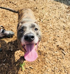 Amber Plott Hound Dog