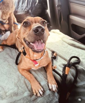 Cricket Dachshund Dog