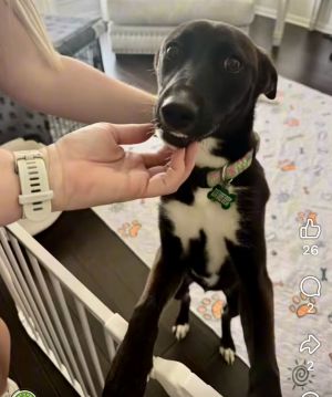 Meet Nyx This sweet girl was found wandering the streets of College Station and despite being aband