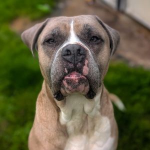 Trigger, Senior Male unknown