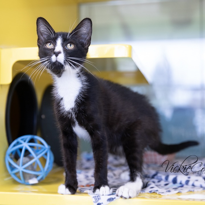 Gurt, an adoptable Domestic Short Hair in Abilene, TX, 79602 | Photo Image 1
