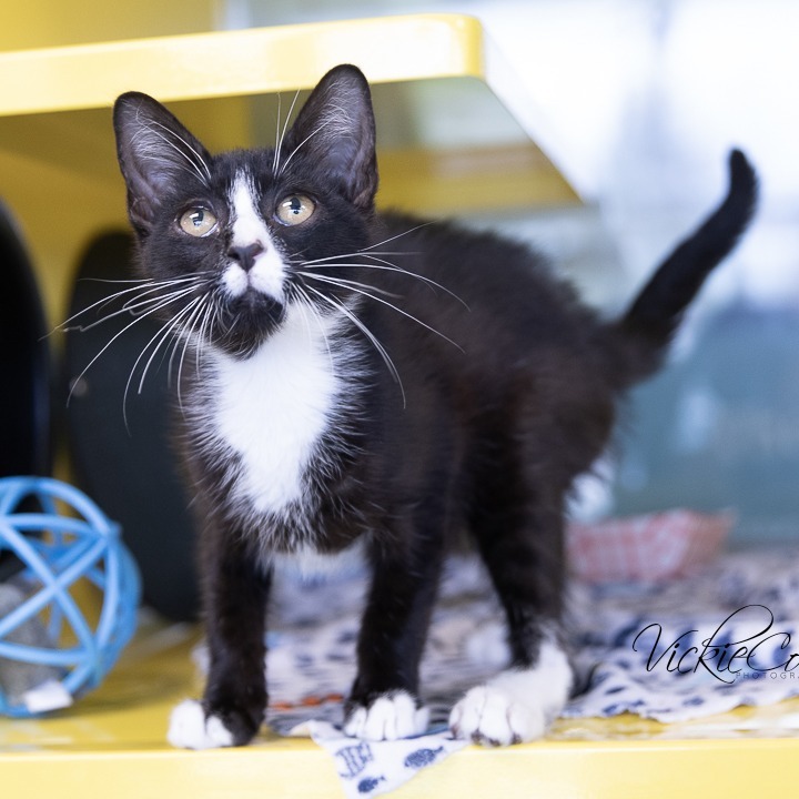 Gurt, an adoptable Domestic Short Hair in Abilene, TX, 79602 | Photo Image 2
