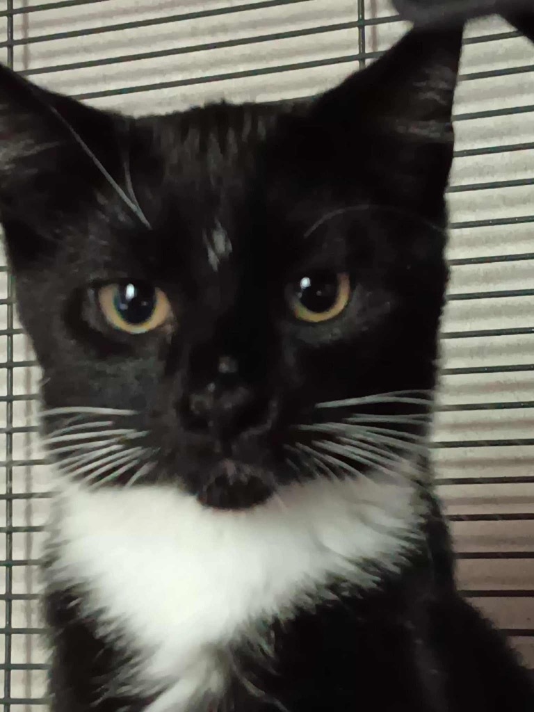 Gravity aka Lukka Prospect, an adoptable Domestic Short Hair in Gorham, ME, 04038 | Photo Image 1