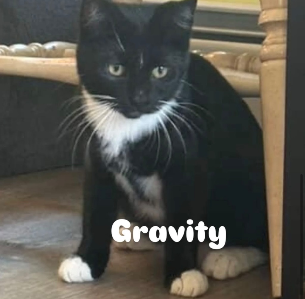 Gravity aka Lukka Prospect, an adoptable Domestic Short Hair in Gorham, ME, 04038 | Photo Image 2